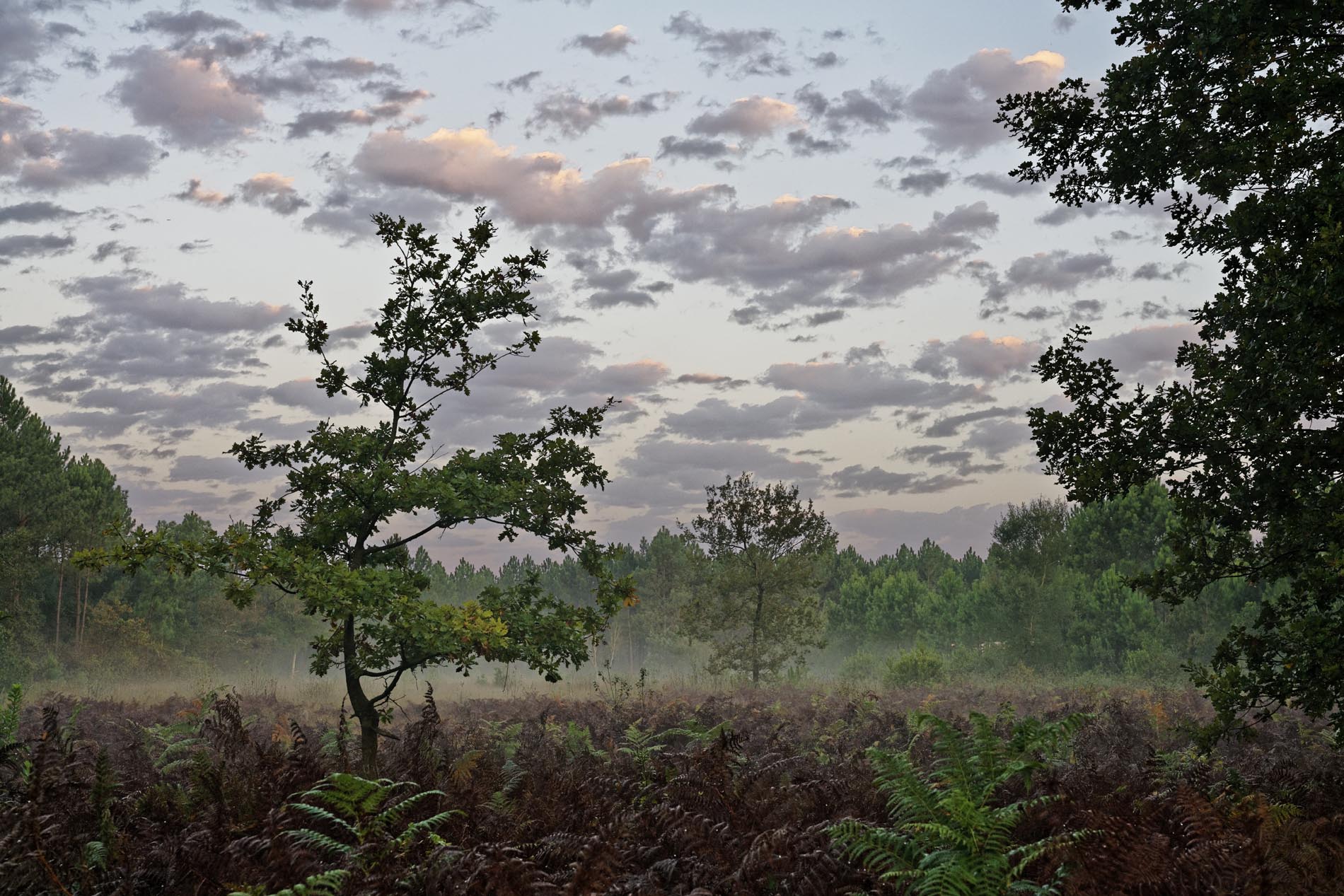 Foret Landes Fougeres Pins